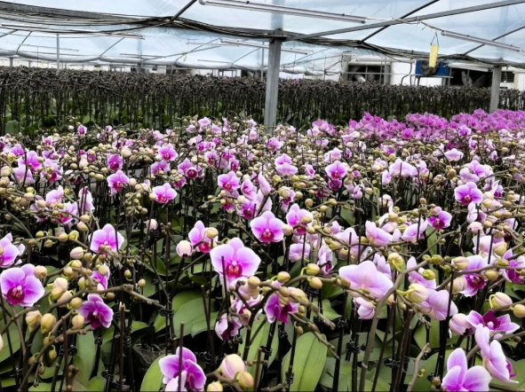 振興路上｜蝶蘭花開滿庭芳